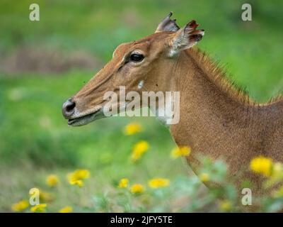 Nahaufnahme eines weiblichen Nilgai, der sich zwischen Blumen ernährt Stockfoto