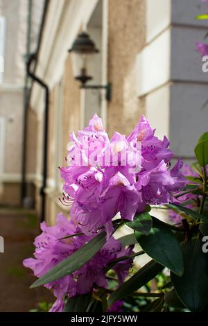 Nahaufnahme des lila Rhododendrons mit Vintage-Lampe an einer Außenwand im Hintergrund Stockfoto