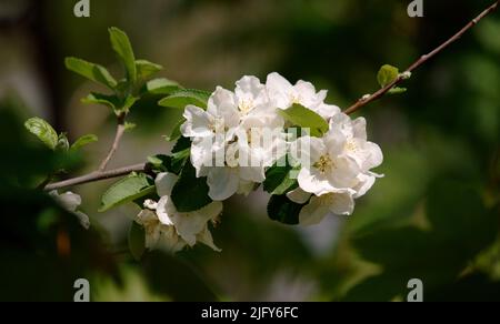 Nahaufnahme einer Apfelblüte Stockfoto