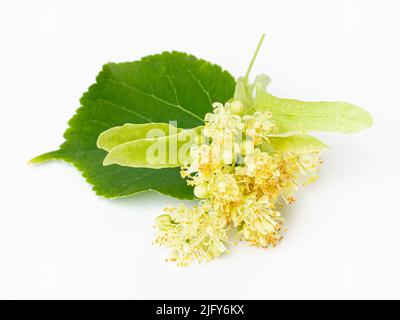 Frische Blumen und Lindenblätter isoliert auf weißem Hintergrund Stockfoto