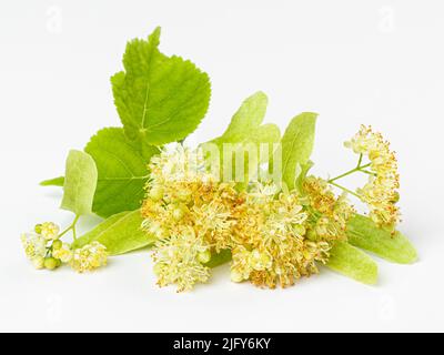Isolierte schöne frische Lindenblüte auf weißem Hintergrund Stockfoto