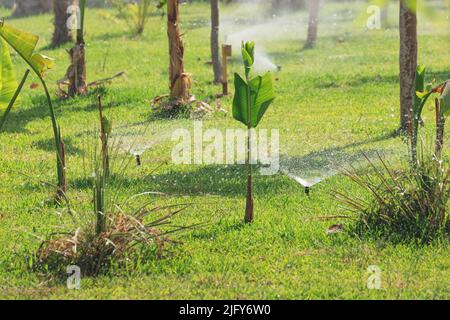 Wasser Sprinkler arbeiten und bewässern Garten oder Park mit üppigem grünen Rasen und wachsenden Palmen auf einer Plantage Stockfoto