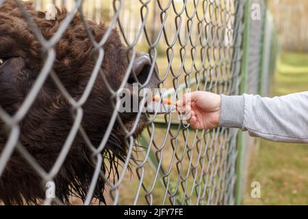 Ein Mann füttert im Zoo ein Bison mit einer Karotte. Stockfoto