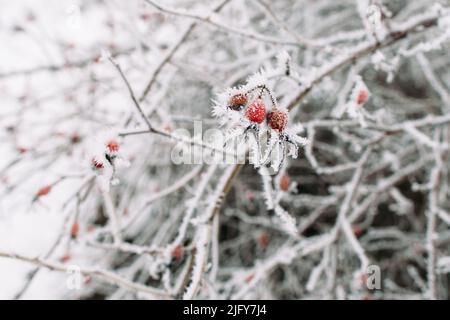 Weißdorn auf frostigen Baum gefrorenen Sticks roten Beeren Stockfoto