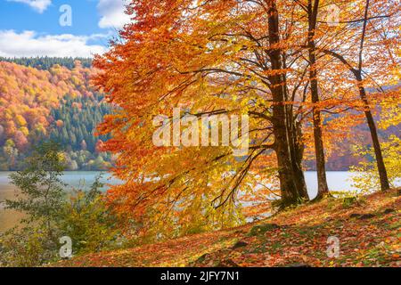 Buchenwald am Seeufer. Herrliche Naturkulisse an einem warmen sonnigen Herbstnachmittag. Himmel mit flauschigen Wolken über den fernen Bergen. Transka Stockfoto