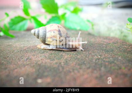 Selektiver Fokus einer Schnecke auf einem Felsen. Stockfoto