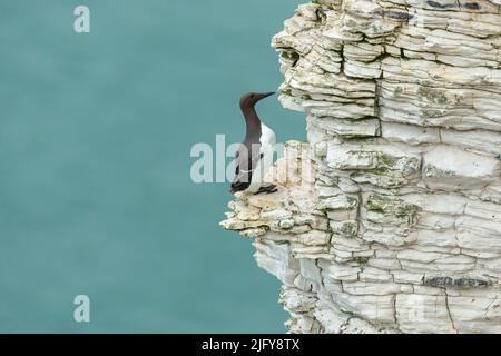 Guillemot, Wissenschaftlicher Name: Uria Aalge, erwachsener Guillemot thront auf einem hohen Felsvorsprung bei Bempton Cliffs, East Yorkshire. Hintergrund bereinigen. Kopieren Sie den SPAC Stockfoto