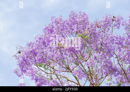 jacaranda blüht im Frühling. Es ist ein schöner Zierbaum mit einer atemberaubenden Blütenfarbe Stockfoto