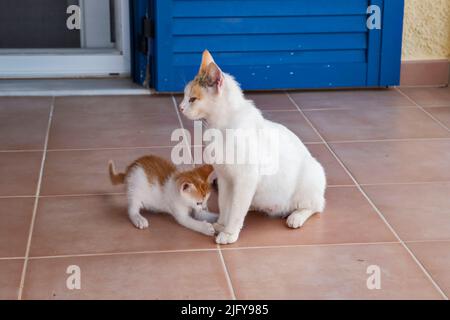 Mutterkatze mit kleinen Kätzchen, die auf der Terrasse des Hauses spielen Stockfoto