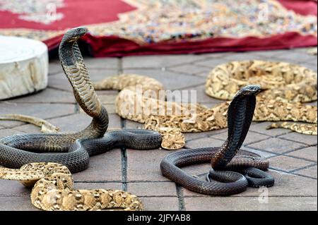 Marokko Marrakesch. Schlangenbeschwörer auf dem Djema el Fna Platz Stockfoto