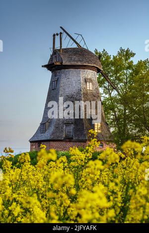 Alte Windmühle auf dem Feld palczewo Stockfoto