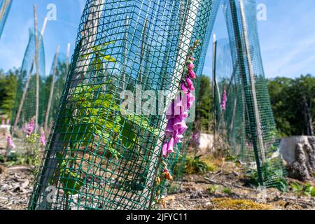 Wiederaufforstung im Arnsberger Wald bei Freienohl, Bezirk Soest, junge Eichen, mit Browsing-Schutz, zum Schutz vor Wildtieren, auf dem Stockfoto