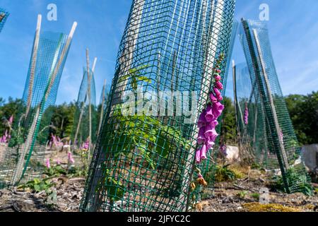 Wiederaufforstung im Arnsberger Wald bei Freienohl, Bezirk Soest, junge Eichen, mit Browsing-Schutz, zum Schutz vor Wildtieren, auf dem Stockfoto