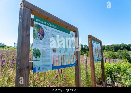 Wiederaufforstung im Arnsberger Wald oberhalb des Möhnesees, Kreis Soest, Bürgerwald-Projekt, Baumponaten finanzieren die Pflanzung von Hunderten von Youn Stockfoto