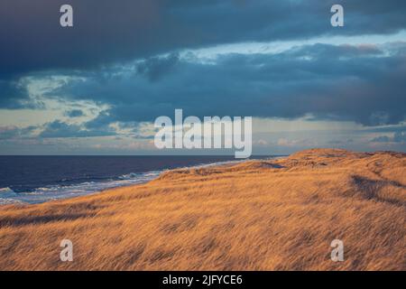 Weite Dünen an der dänischen Küste. Hochwertige Fotos Stockfoto