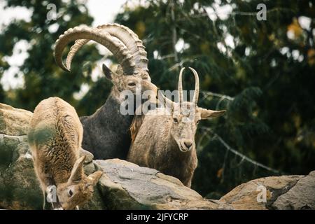 Steinbock Familie auf Felsen in der Natur. Großes Horn bei Säugetieren. Huftiere klettern über die Berge. Tierfoto Stockfoto