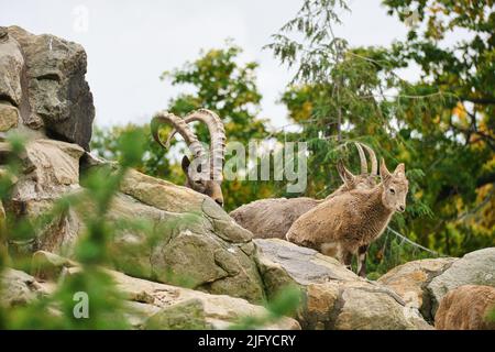 Steinbock Familie auf Felsen in der Natur. Großes Horn bei Säugetieren. Huftiere klettern über die Berge. Tierfoto Stockfoto