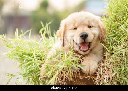 Kleiner niedlicher Welpe (Golden Retriever), der kleine Bambuspflanzen oder Thyrsostachys siamensis Gamble im Gartentopf frisst Stockfoto