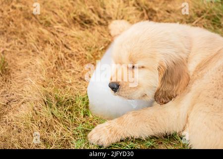 Kleiner niedlicher Welpe (Golden Retriever) schläft auf dem Eiswürfel im Garten. Animal in Summer Season Konzept Stockfoto