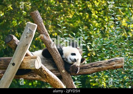 Riesiger Panda, der auf Baumstämmen in der Höhe liegt. Gefährdete Säugetiere aus China. Naturfoto des Tieres Stockfoto
