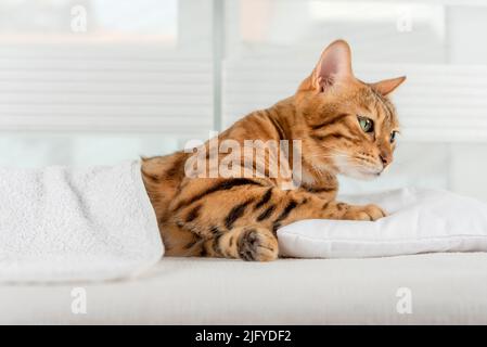 Die charmante gestreifte bengalkatze liegt auf einem Kissen im Zimmer. Stockfoto