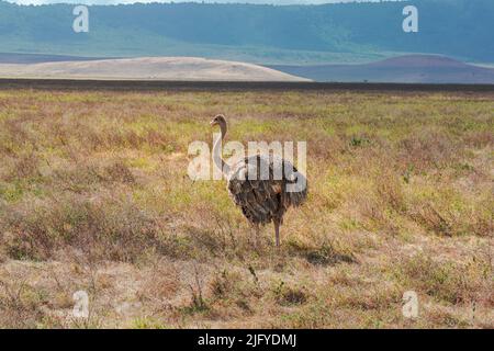 Isolierter weiblicher Strauß (Struthio camelus) im Grünlandschutzgebiet des Kraters Ngorongoro. Safari-Konzept für Wildtiere. Tansania. Afrika Stockfoto