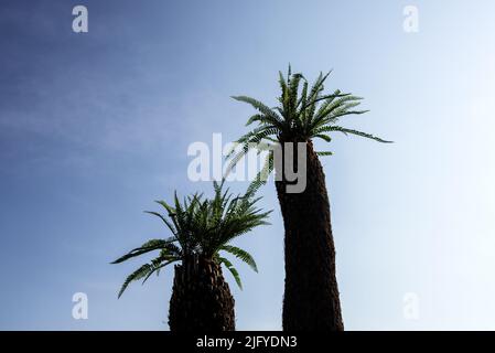 Schöne Cycas revoluta Thunb Stamm Baum Hintergrund blauen Himmel. Stockfoto