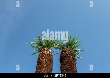 Schöne Cycas revoluta Thunb Stamm Baum Hintergrund blauen Himmel. Stockfoto