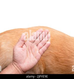 Hund hat Fell Konzept verloren. Draufsicht Hand hält Fell oder Hundehaar an einem Hundekörper Stockfoto