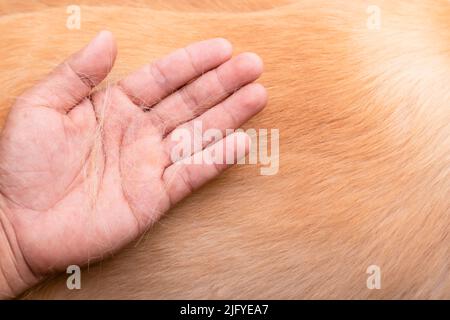 Hund hat Fell Konzept verloren. Draufsicht Hand hält Fell oder Hundehaar an einem Hundekörper Stockfoto
