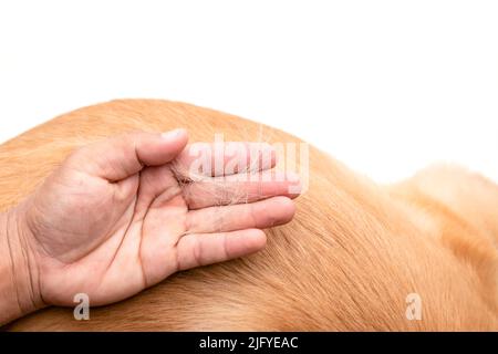 Hund hat Fell Konzept verloren. Draufsicht Hand hält Fell oder Hundehaar an einem Hundekörper Stockfoto