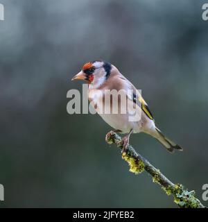 Europäischer Goldfinkenvögel (Carduelis carduelis), der im Frühling auf einem Zweig thront Stockfoto