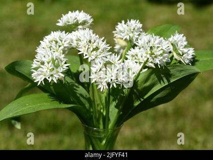 Baerlauch ist eine wichtige Wildkraut- und Heilpflanze die ein Knoblauchduft hat mit weissen Bluten. Sie hat mehrere gifting Doppelgaenger, wie Mai Stockfoto