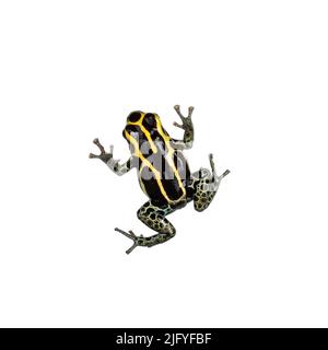 Draufsicht auf Ranitomeya ventrimaculata aka reticulated gift frog. Isoliert auf weißem Hintergrund. Stockfoto