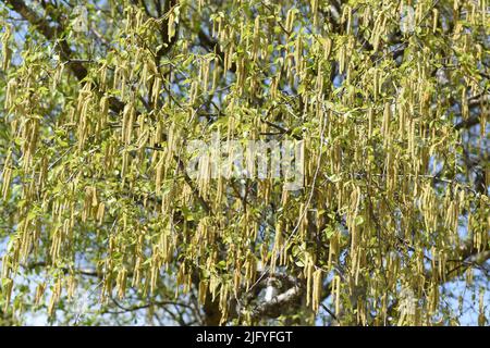 Haselnusskaetzchen, Corylus avellana, ist eine heimische Busch- bzw. Bauart the Allergien outloesen coennen. Haselnuss-Katzenwels, Corylus avellana, ist ein Stockfoto