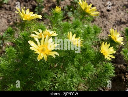 Fruehlings Adonisroeschen, Adonis vernalis, ist eine wichtige Heilpflanze in einem Jahr mit gelben Bluten. Frühling Adonis, Adonis vernalis, ist ein Impo Stockfoto