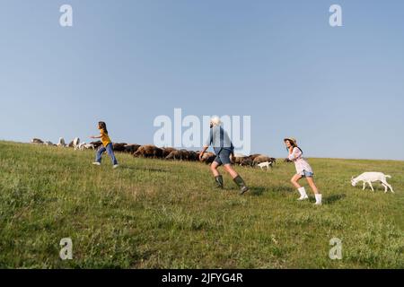 Seitenansicht der Familie, die Schafe auf grünen Weiden auf Ackerland hütet Stockfoto