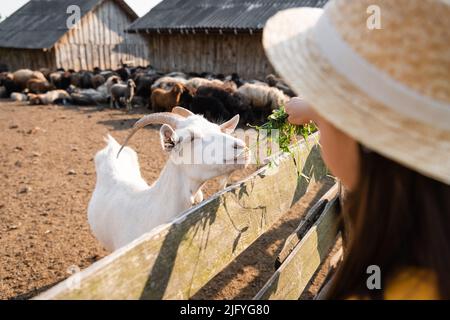 Verschwommenes Kind, das weiße Ziege in der Nähe von Schafherden füttert Stockfoto