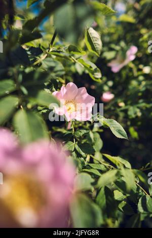 Wilde Rose im Sommersonnenlicht. Hochwertige Fotos Stockfoto