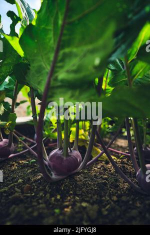 Roter Kohlrabi im Hochbett. Hochwertige Fotos Stockfoto