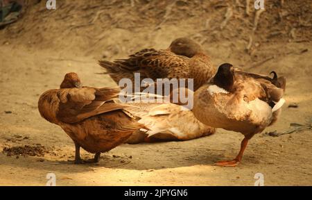 Bengalische Ente in verschiedenen Farben. Stockfoto