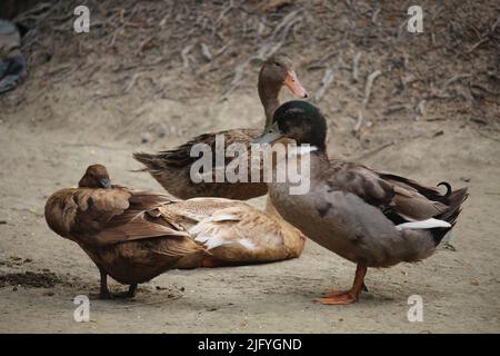 Bengalische Ente in verschiedenen Farben. Stockfoto