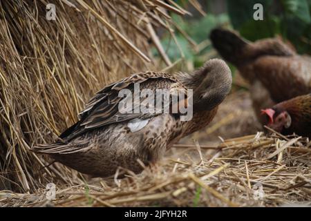 Bengalische Ente in verschiedenen Farben. Stockfoto