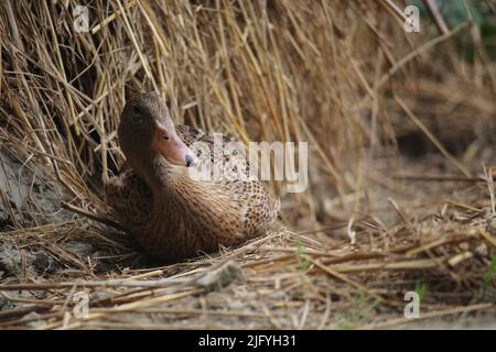 Bengalische Ente in verschiedenen Farben. Stockfoto