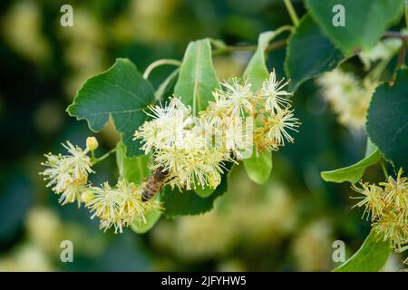 Honigbiene bestäubt und sammelt Nektar auf einer Lindenblüte Stockfoto