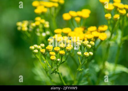 Nahaufnahme von gelben Wildblumen, tanacetum-Blume auf einem weichen grünen Hintergrund. Wildtiere. Selektiver Fokus. Stockfoto