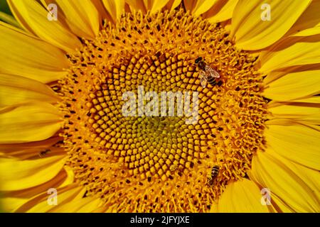 Nahaufnahme einer Sonnenblumenblume mit Bienen, die früh Honig sammeln Stockfoto