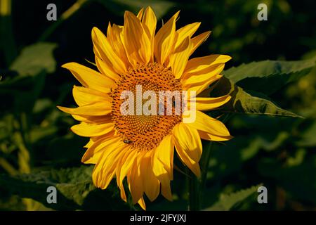 Sonnenblumenblume mit Bienen sammeln Honig am frühen Morgen Stockfoto