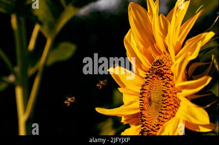 Bienen sammeln früh am Morgen Honig aus einer Sonnenblumenblume Stockfoto
