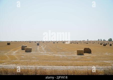 Heu in Rollen auf einem gemähtem Feld Stockfoto